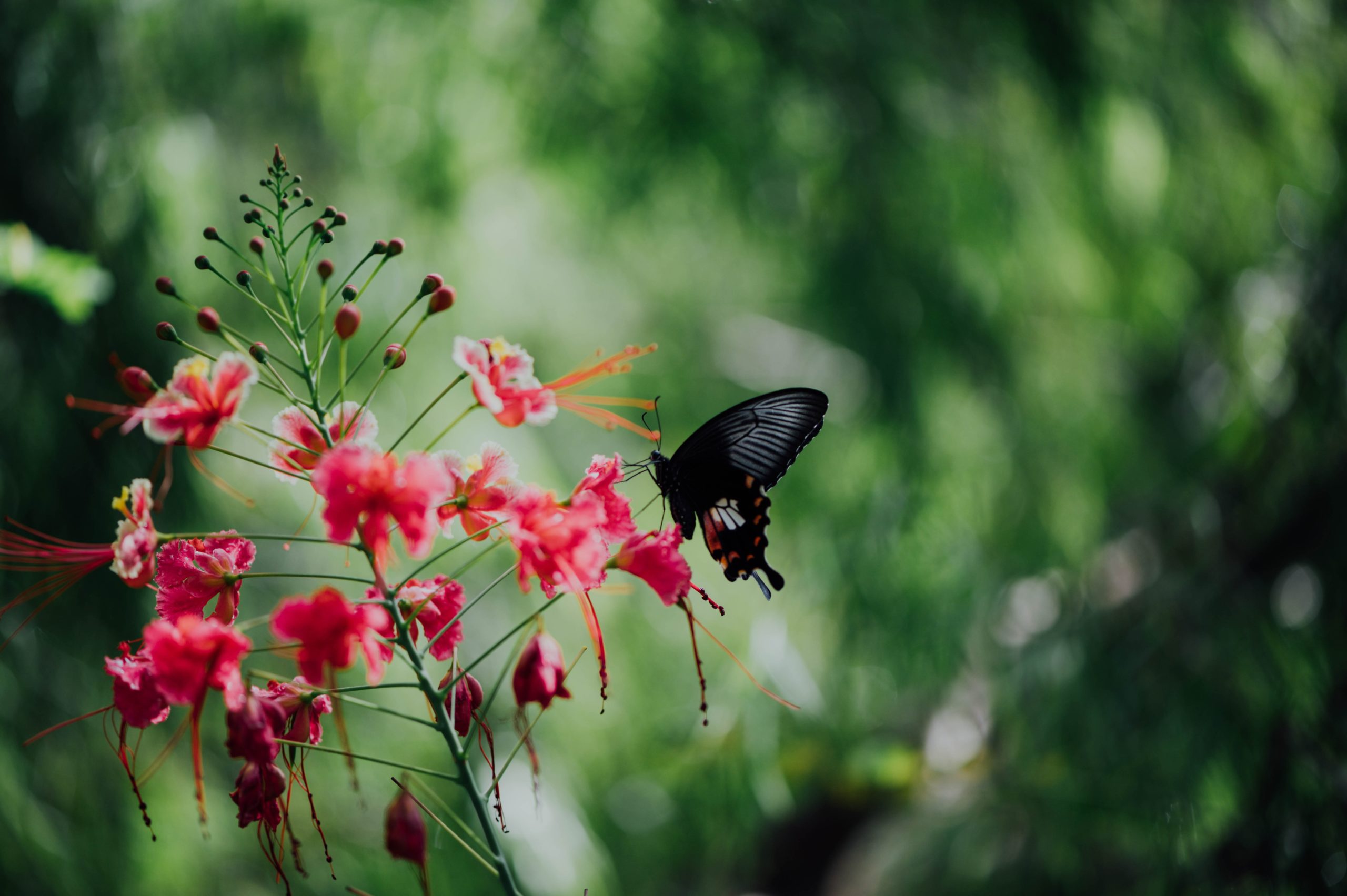 Butterfly by flower featured image