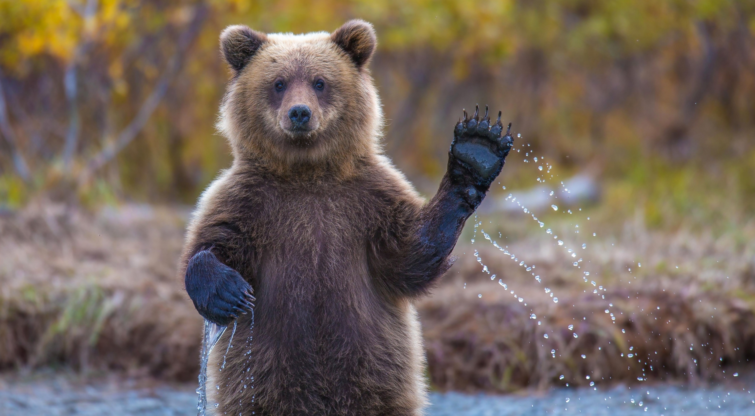 Bear waving