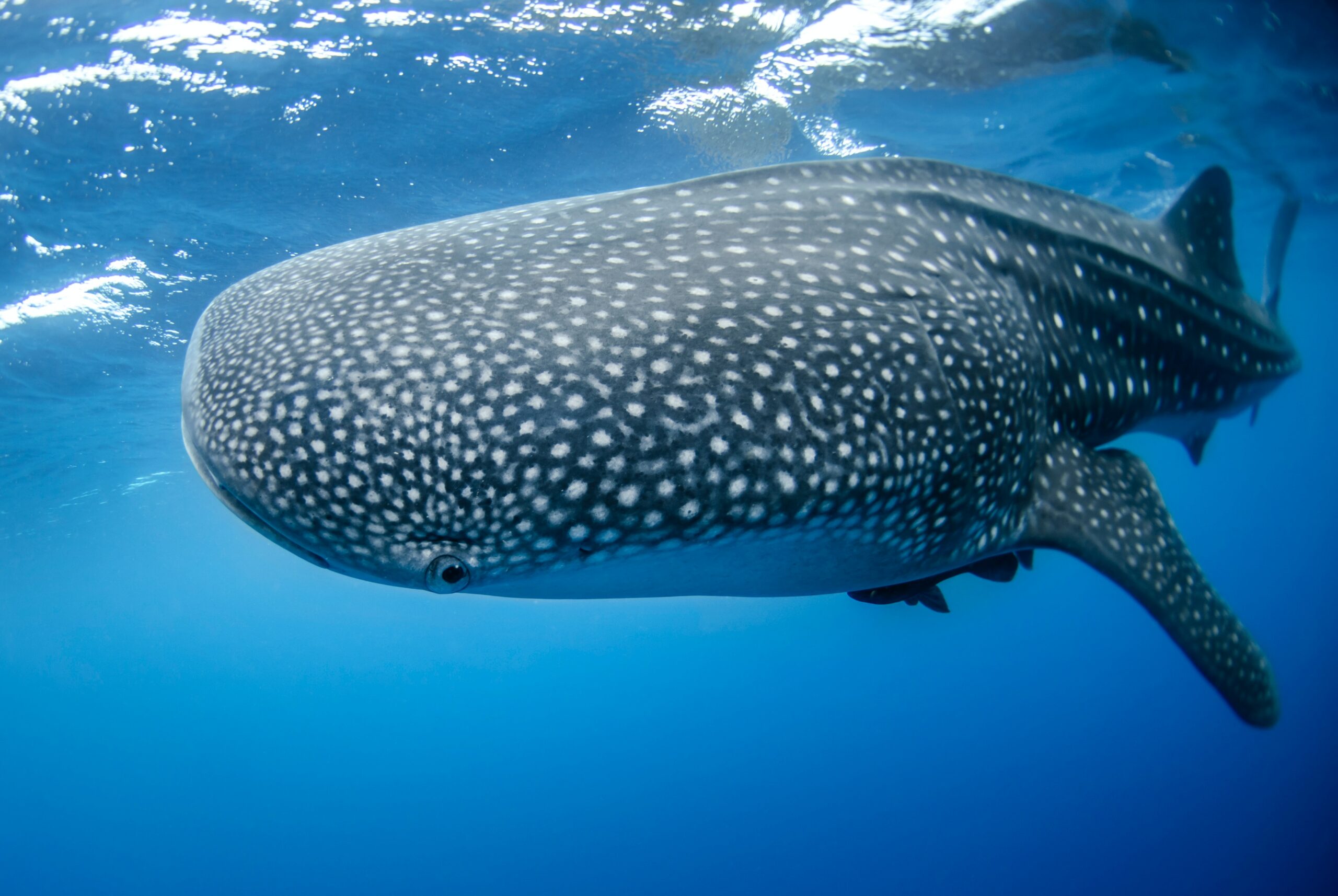 Stablecoins Whale Shark