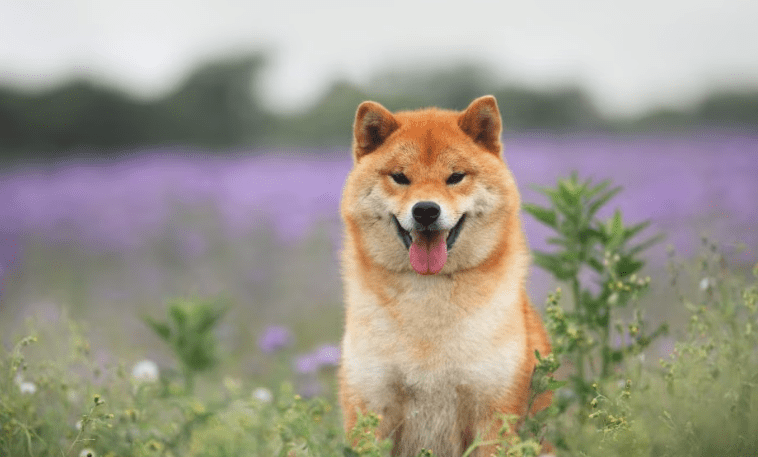 Shiba Inu