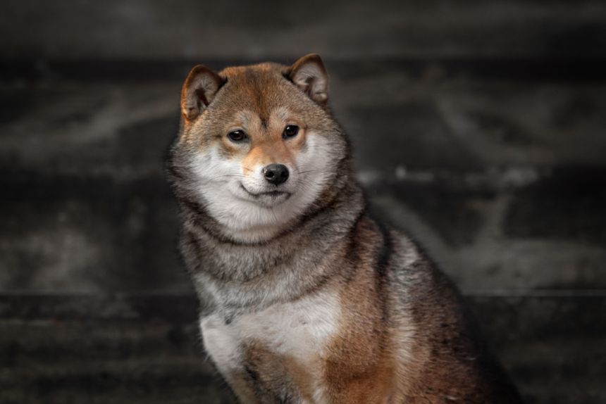 Shiba Inu