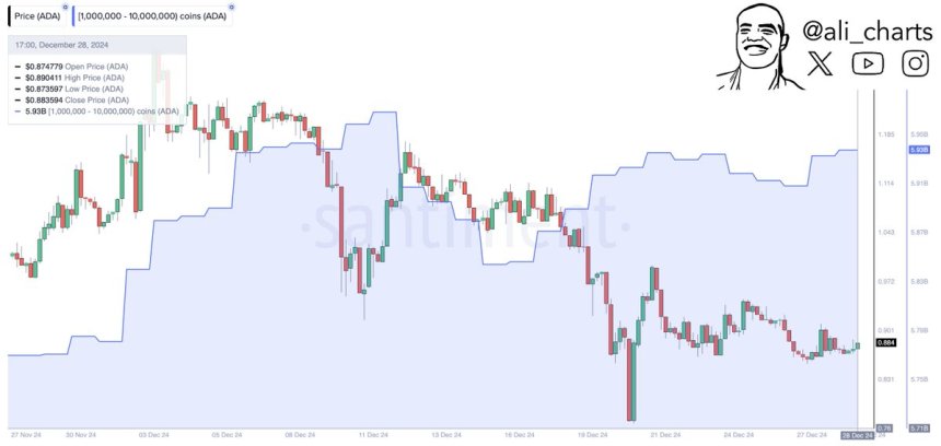 Cardano whales bought 20M ADA in 48H 