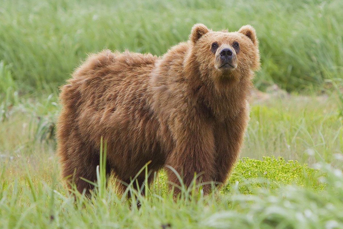 Picture of a bear as bitcoin leads market outflows