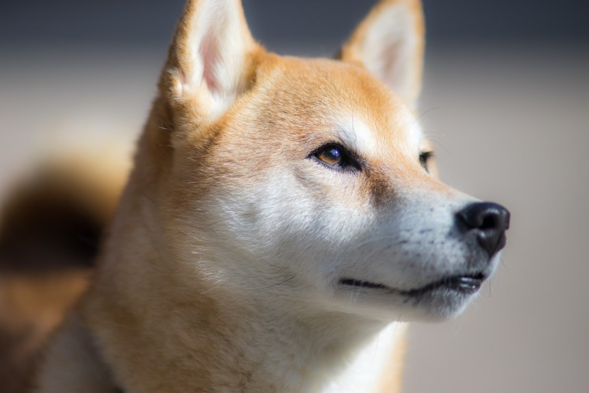 Shiba Inu