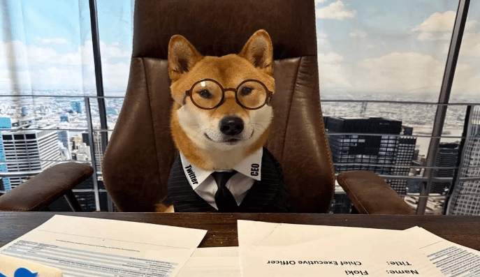 DOGE CEO