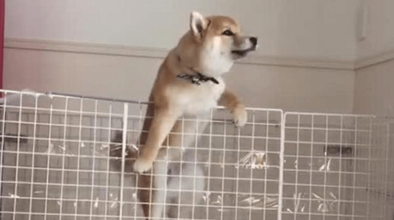 Shiba Inu