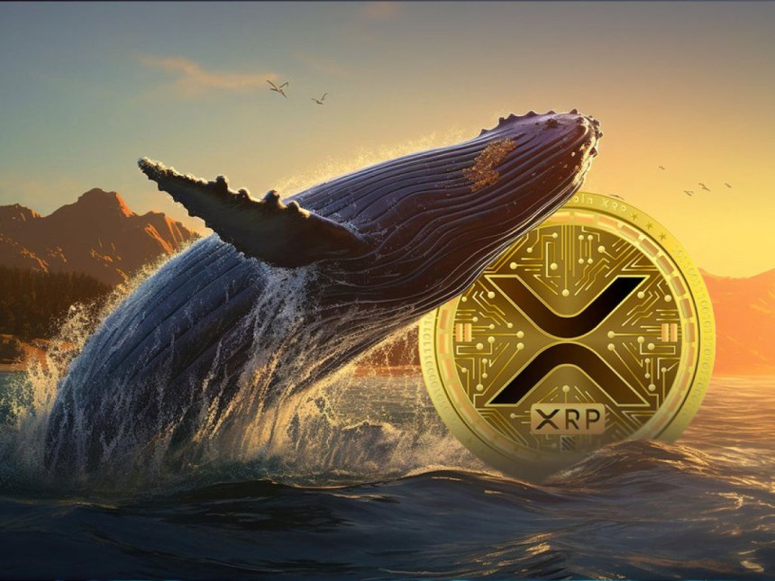 XRP whale