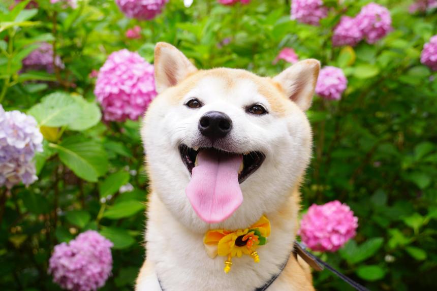 Shiba Inu