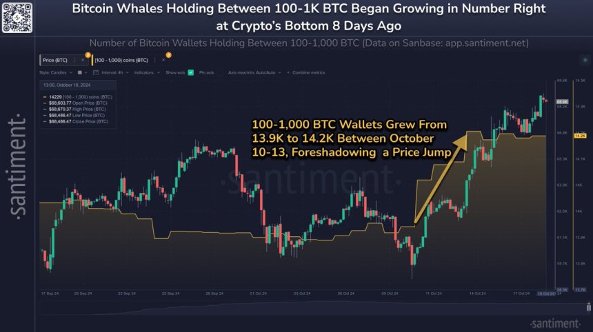 Bitcoin Whales (100-1K BTC) grew between October 10th and 13th 