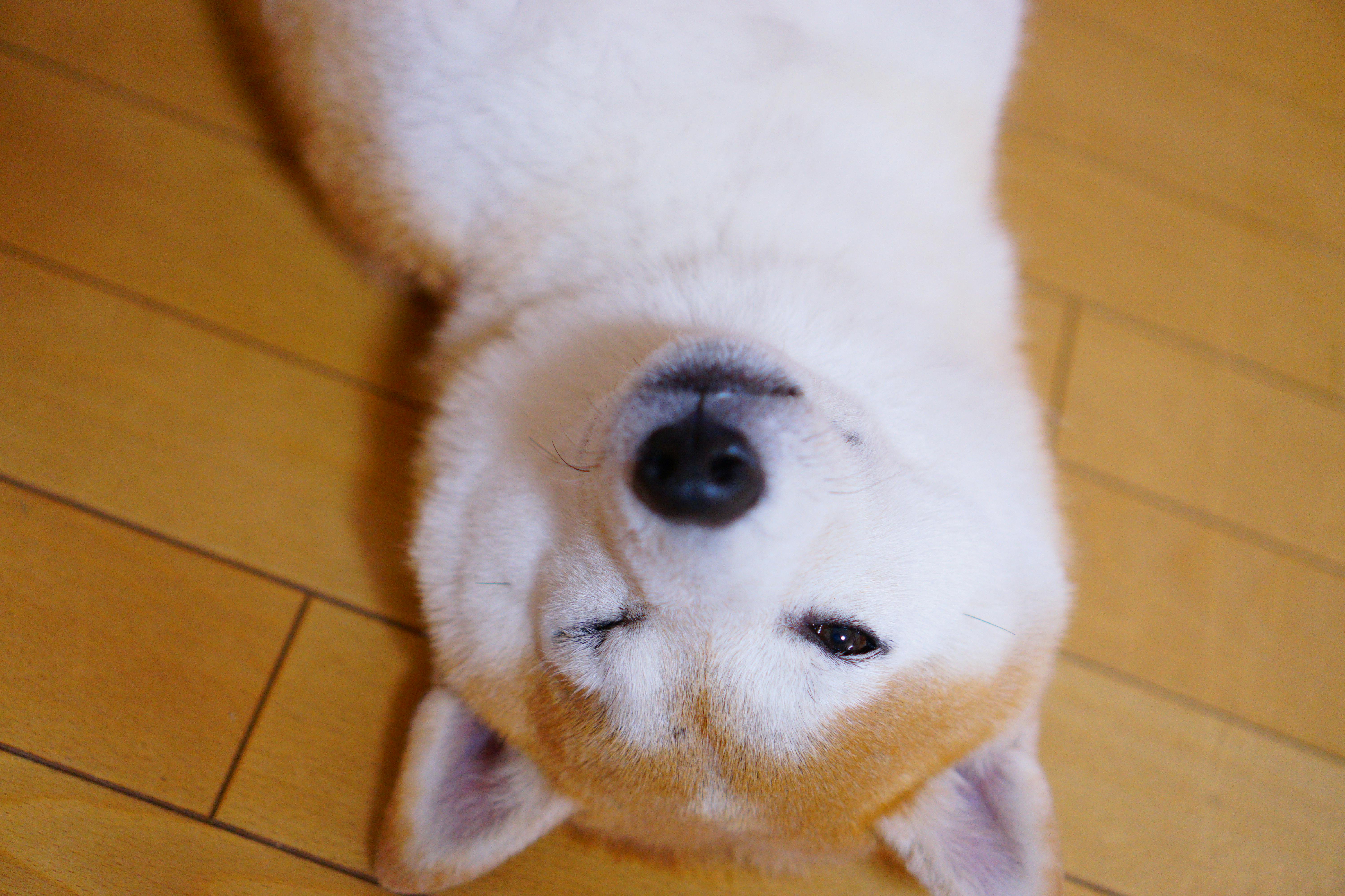 Shiba Inu